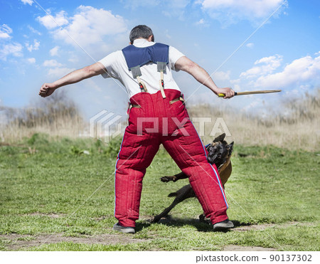 training of belgian shepherd 90137302