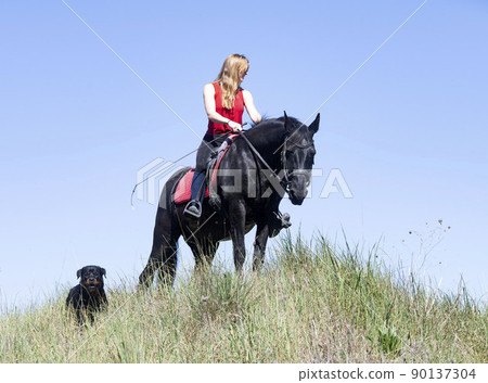riding girl and horse riding girl and horse 90137304