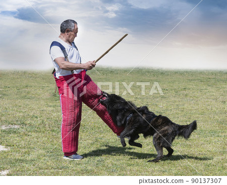 training of long haired Dutch Shepherd 90137307