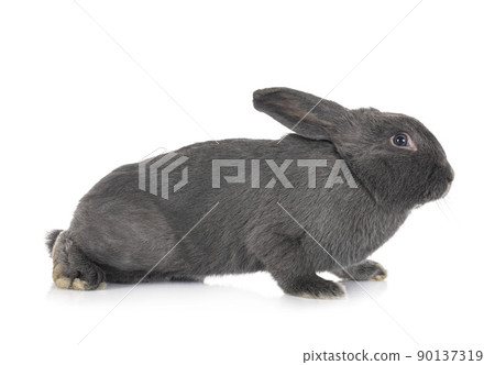 Bleu de Vienne in studio 90137319