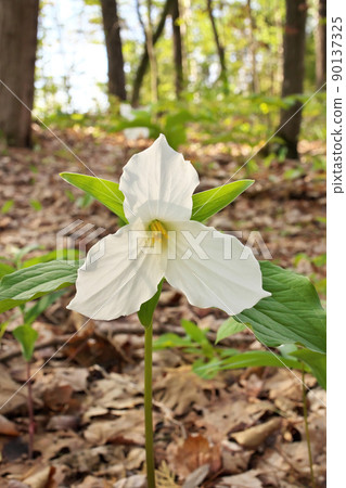 Low Angle Close Up of A Great White Trillium in the Woods in Spring in Ontario Canada Low Angle Close Up of A Great White Trillium in the Woods in Spring in Ontario Canada 90137325