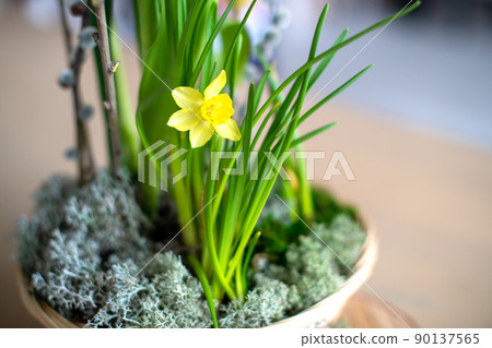 Elegant spring, Easter flower arrangement of daffodils, placed on the table in daylight at home 90137565