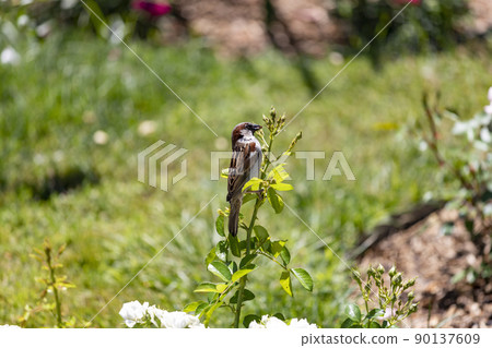 Sparrow. Brown sparrow eating insects in the park of the Rosaleda del Parque del Oeste in Madrid. Background full of colorful flowers. Spring print. In Spain. Europe. Photography. Sparrow. Brown sparrow eating insects in the park of the Rosaleda del Parque del Oeste in Madrid. Background full of colorful flowers. Spring print. In Spain. Europe. Photography. 90137609