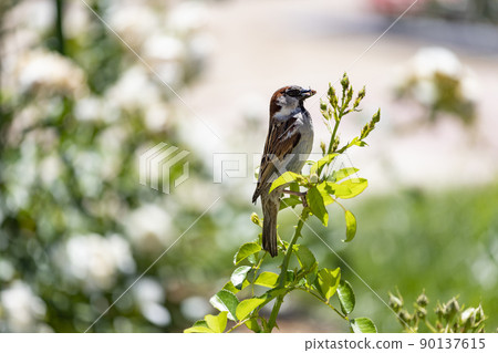 Sparrow. Brown sparrow eating insects in the park of the Rosaleda del Parque del Oeste in Madrid. Background full of colorful flowers. Spring print. In Spain. Europe. Photography. 90137615