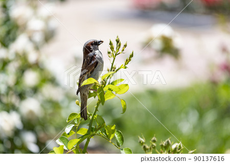 Sparrow. Brown sparrow eating insects in the park of the Rosaleda del Parque del Oeste in Madrid. Background full of colorful flowers. Spring print. In Spain. Europe. Photography. Sparrow. Brown sparrow eating insects in the park of the Rosaleda del Parque del Oeste in Madrid. Background full of colorful flowers. Spring print. In Spain. Europe. Photography. 90137616