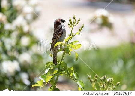 Sparrow. Brown sparrow eating insects in the park of the Rosaleda del Parque del Oeste in Madrid. Background full of colorful flowers. Spring print. In Spain. Europe. Photography. Sparrow. Brown sparrow eating insects in the park of the Rosaleda del Parque del Oeste in Madrid. Background full of colorful flowers. Spring print. In Spain. Europe. Photography. 90137617