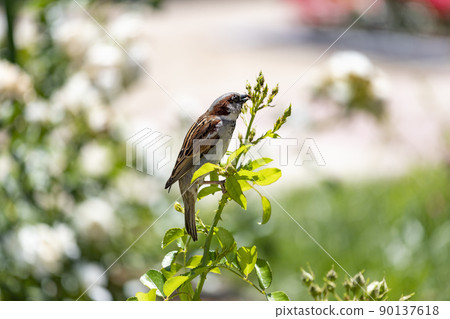Sparrow. Brown sparrow eating insects in the park of the Rosaleda del Parque del Oeste in Madrid. Background full of colorful flowers. Spring print. In Spain. Europe. Photography. Sparrow. Brown sparrow eating insects in the park of the Rosaleda del Parque del Oeste in Madrid. Background full of colorful flowers. Spring print. In Spain. Europe. Photography. 90137618