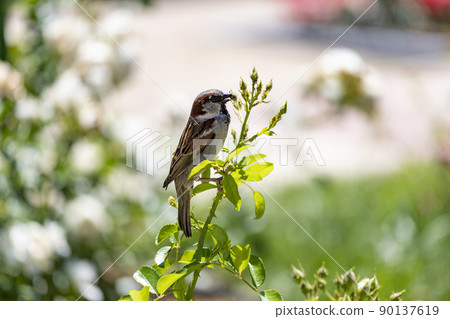 Sparrow. Brown sparrow eating insects in the park of the Rosaleda del Parque del Oeste in Madrid. Background full of colorful flowers. Spring print. In Spain. Europe. Photography. Sparrow. Brown sparrow eating insects in the park of the Rosaleda del Parque del Oeste in Madrid. Background full of colorful flowers. Spring print. In Spain. Europe. Photography. 90137619