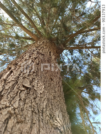 Old Tree textue 90137913