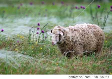 Sheep grazing in a field or steppe 90138054