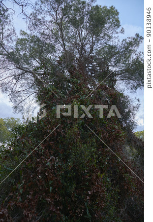 Tree covered with vegetation and blue sky Tree covered with vegetation and blue sky 90138946
