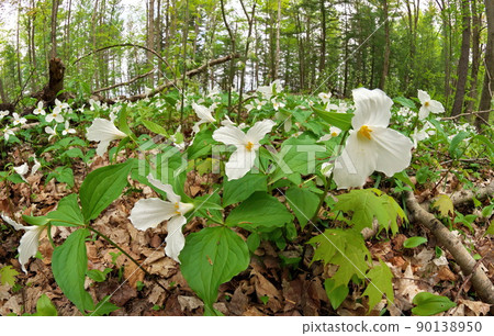 Ultrawide Angle Close Up of A Great White Trillium Patch in the Woods in Spring in Ontario Canada Ultrawide Angle Close Up of A Great White Trillium Patch in the Woods in Spring in Ontario Canada 90138950