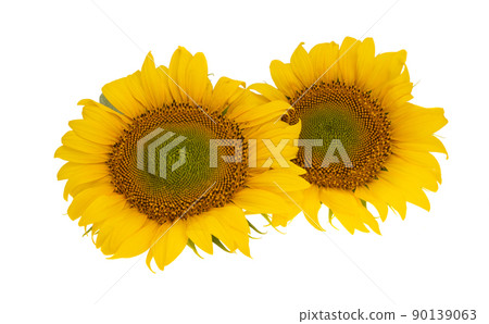 sunflower flower isolated sunflower flower isolated 90139063