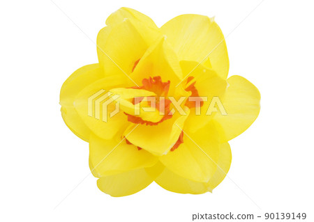 narcissus flower isolated 90139149