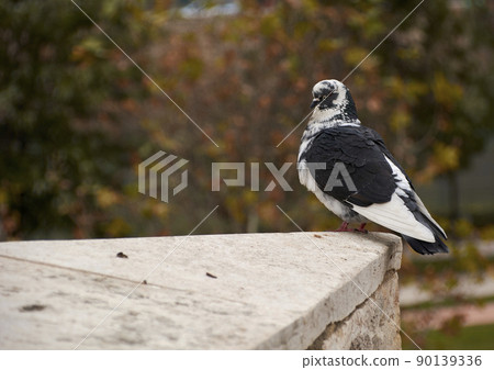 Black and white dove resting on a stone, Black and white dove resting on a stone, 90139336
