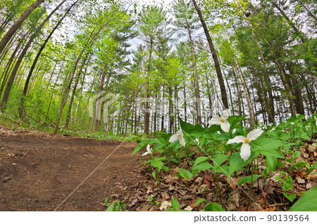 Low Angle Close Up of A Great White Trillium Patch in the Woods Along a Forest Trail 90139564