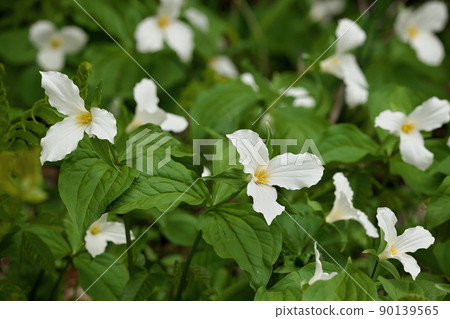 Close Up of A Great White Trillium Patch in the Woods in Spring in Ontario Canada Close Up of A Great White Trillium Patch in the Woods in Spring in Ontario Canada 90139565