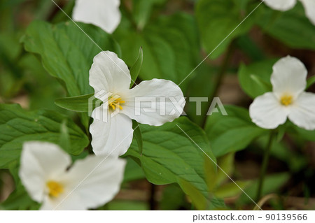 Close Up of A Great White Trillium Patch in the Woods in Spring in Ontario Canada Close Up of A Great White Trillium Patch in the Woods in Spring in Ontario Canada 90139566