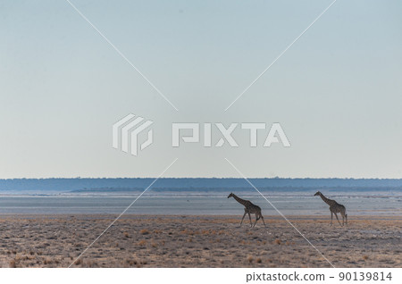 Giraffes in Etosha National Park 90139814