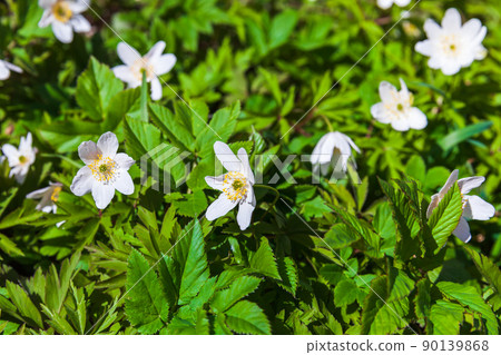 Wild white spring flowers grow on a forest ground Wild white spring flowers grow on a forest ground 90139868