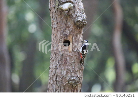 Pine grass. Five-colored woodpecker. Broiler 90140251