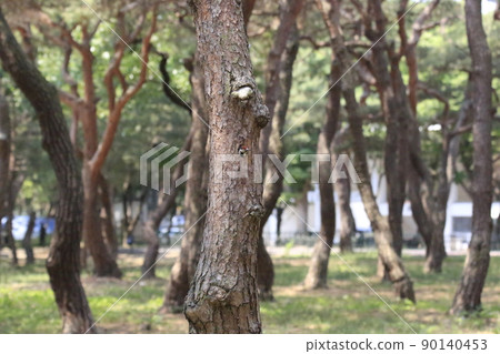 松田、森林、五色啄木鳥、親魚 松田、森林、五色啄木鳥、親魚 90140453