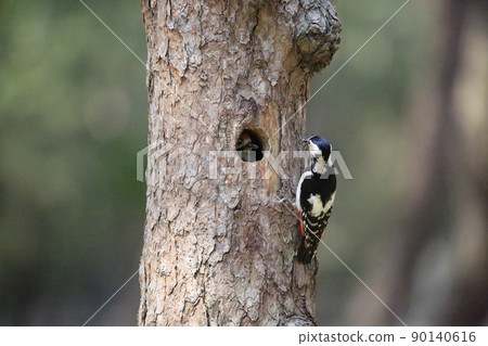 Pine tree, pine field, five-colored woodpecker, broodstock Pine tree, pine field, five-colored woodpecker, broodstock 90140616