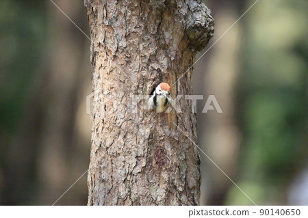 Pine tree, pine field, five-colored woodpecker, broodstock Pine tree, pine field, five-colored woodpecker, broodstock 90140650