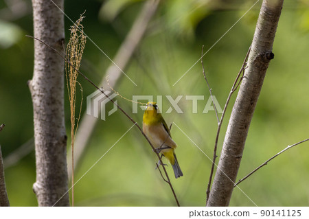 White-eye collecting nest materials White-eye collecting nest materials 90141125