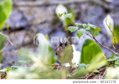 Bird watching jay Bird watching jay 90141176