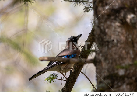 Bird watching jay 90141177