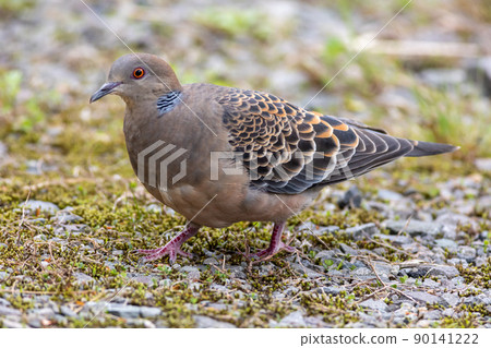 Bird watching turtledove 90141222