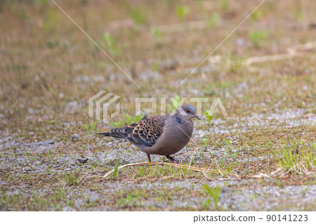 Bird watching turtledove 90141223