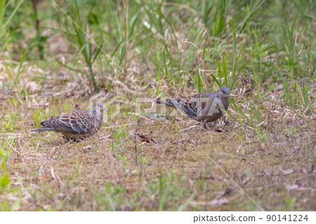 Bird watching turtle dove pair 90141224