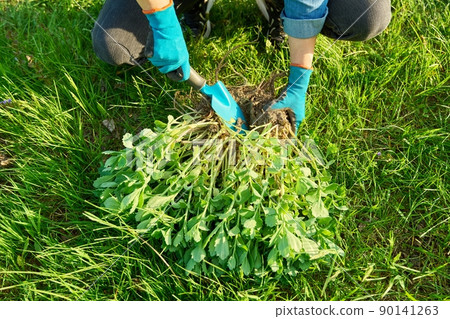 Close-up of hand in gardening gloves dividing Sedum spectabile bush Close-up of hand in gardening gloves dividing Sedum spectabile bush 90141263