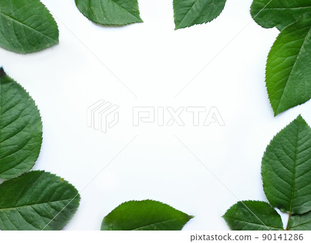 Leaves composition. Frame made of green leaves on white background. Wedding day, mothers day and womens day concept 90141286