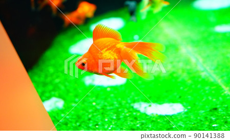 金魚 90141388