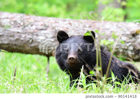 A wild black bear looking out of the bush 90141418