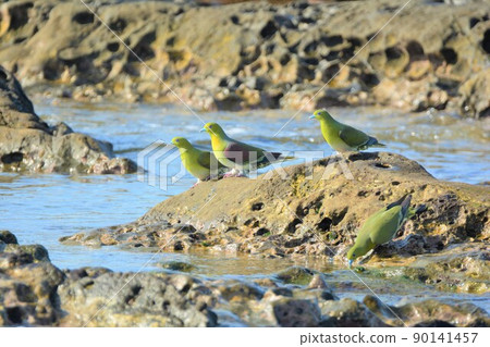 Green pigeon drinking seawater at the beach Aobato Green pigeon drinking seawater at the beach Aobato 90141457