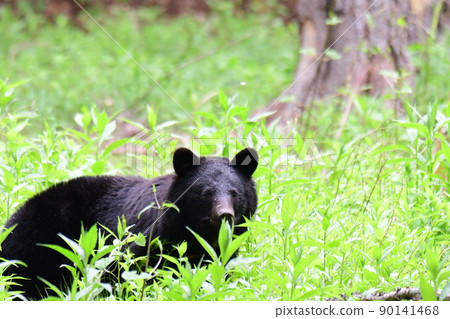 A wild black bear looking out of the bush 90141468