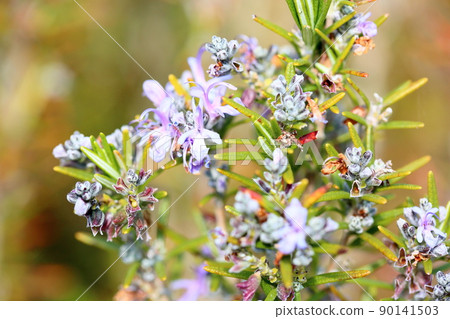 Rosemary Flower Rosemary Flower 90141503