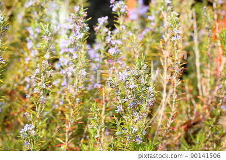 迷迭香花 迷迭香花 90141506