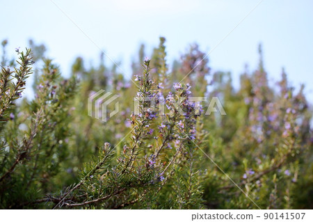 迷迭香花 迷迭香花 90141507