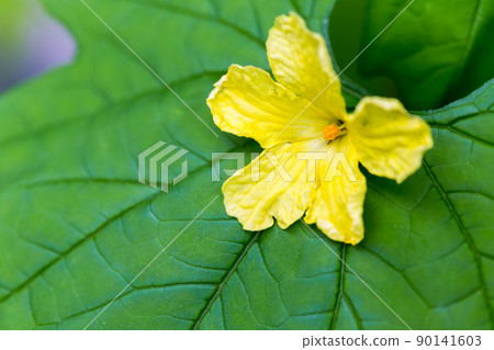 Botanical flowers Botanical flowers 90141603