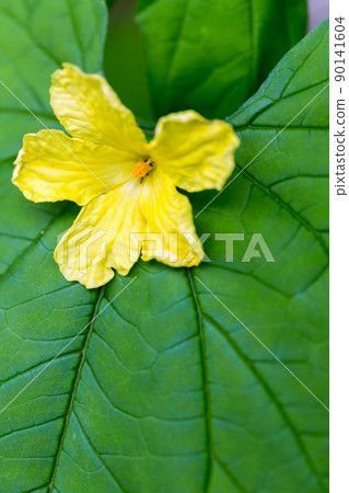 植物花 植物花 90141604