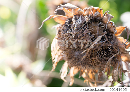 枯萎的向日葵 90141605