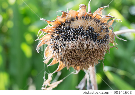 Withered sunflower Withered sunflower 90141608