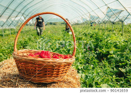 bucket with strawberries farm on the background 90141659