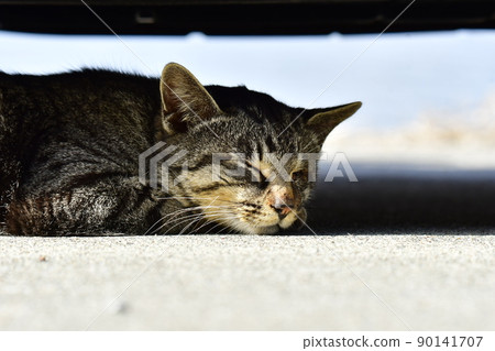 A wild stray cat taking a nap under the car A wild stray cat taking a nap under the car 90141707