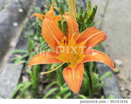 Flowers of daylily (traditional Okinawan vegetables) blooming in a park in Naha city, Okinawa 90141856